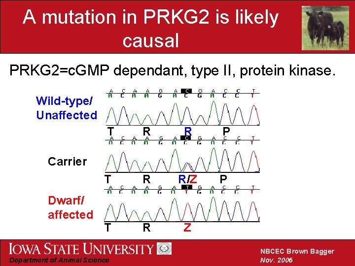 A mutation in PRKG 2 is likely causal PRKG 2=c. GMP dependant, type II,
