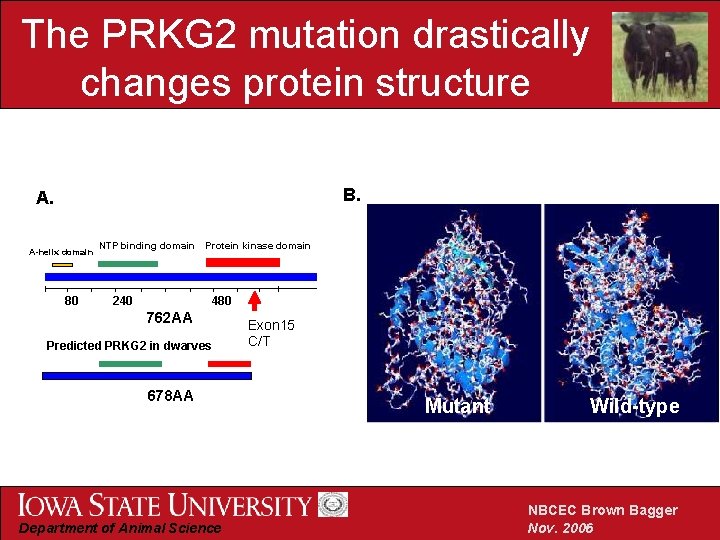 The PRKG 2 mutation drastically changes protein structure B. A. Α-helix domain 80 NTP