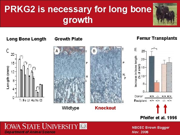 PRKG 2 is necessary for long bone growth Long Bone Length Femur Transplants Growth