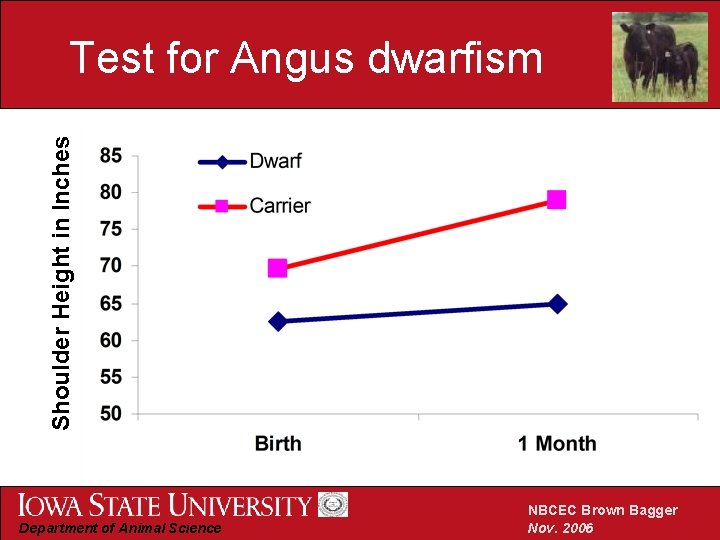 Shoulder Height in Inches Test for Angus dwarfism Department of Animal Science NBCEC Brown