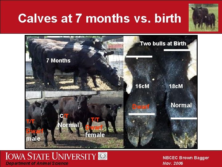 Calves at 7 months vs. birth Two bulls at Birth 7 Months 16 c.