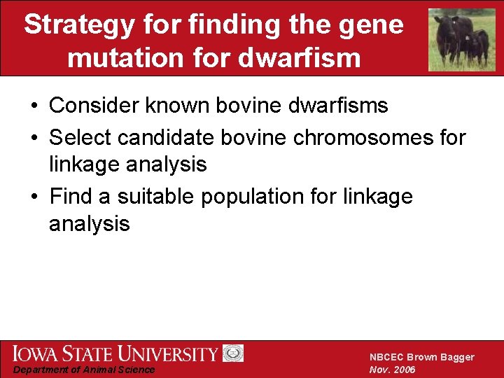 Strategy for finding the gene mutation for dwarfism • Consider known bovine dwarfisms •