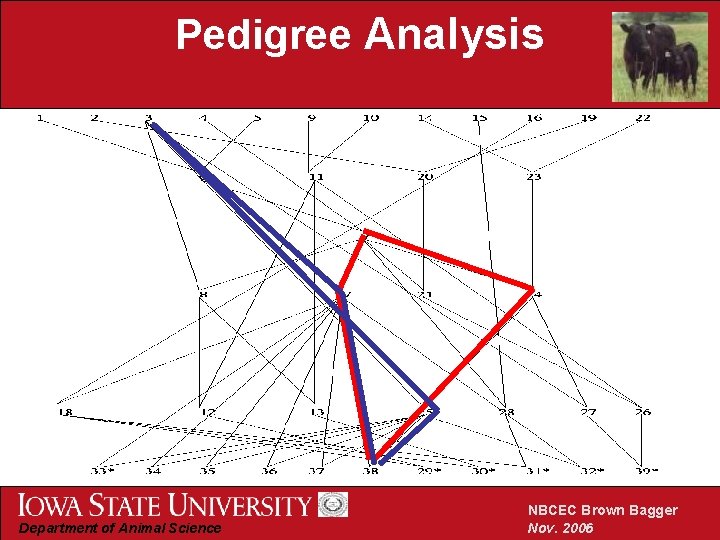 Pedigree Analysis Department of Animal Science NBCEC Brown Bagger Nov. 2006 