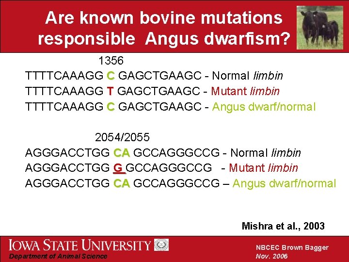 Are known bovine mutations responsible Angus dwarfism? 1356 TTTTCAAAGG C GAGCTGAAGC - Normal limbin