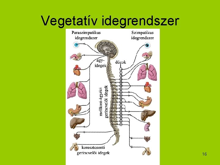 Vegetatív idegrendszer 16 