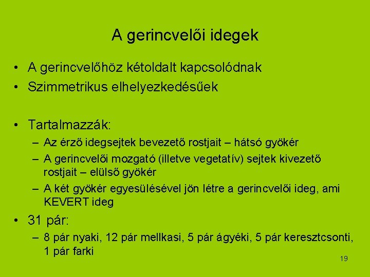 A gerincvelői idegek • A gerincvelőhöz kétoldalt kapcsolódnak • Szimmetrikus elhelyezkedésűek • Tartalmazzák: –