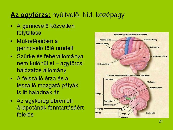 Az agytörzs: nyúltvelő, híd, középagy • A gerincvelő közvetlen folytatása • Működésében a gerincvelő