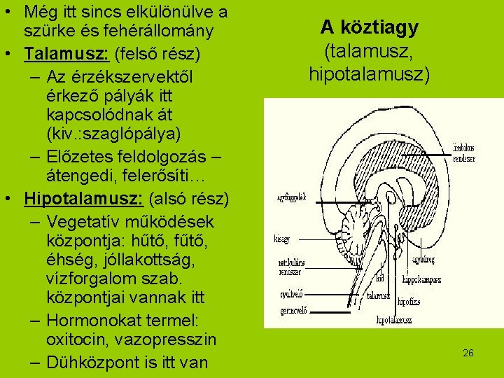  • Még itt sincs elkülönülve a szürke és fehérállomány • Talamusz: (felső rész)