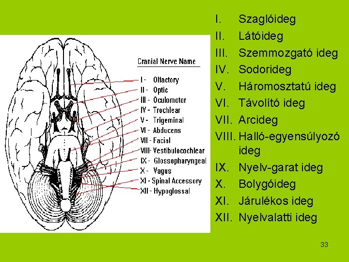 I. Szaglóideg II. Látóideg III. Szemmozgató ideg IV. Sodorideg V. Háromosztatú ideg VI. Távolító