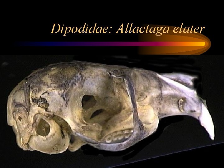 Dipodidae: Allactaga elater 