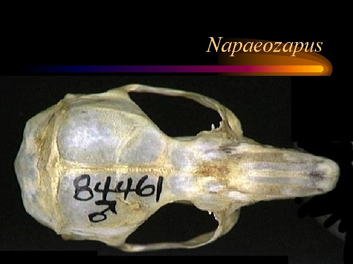 Napaeozapus 