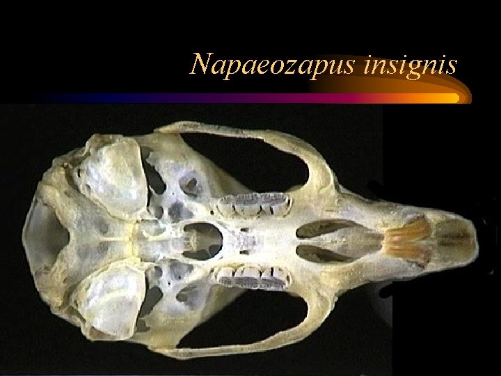 Napaeozapus insignis 