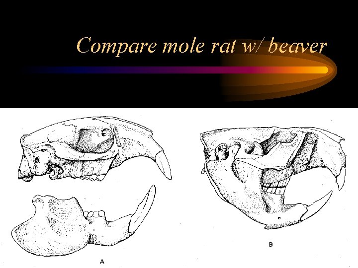 Compare mole rat w/ beaver 