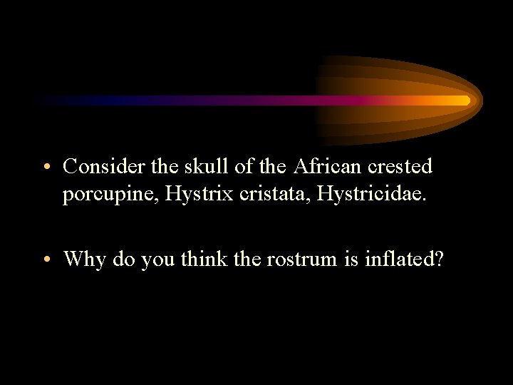  • Consider the skull of the African crested porcupine, Hystrix cristata, Hystricidae. •