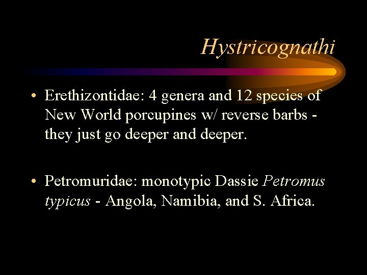 Hystricognathi • Erethizontidae: 4 genera and 12 species of New World porcupines w/ reverse