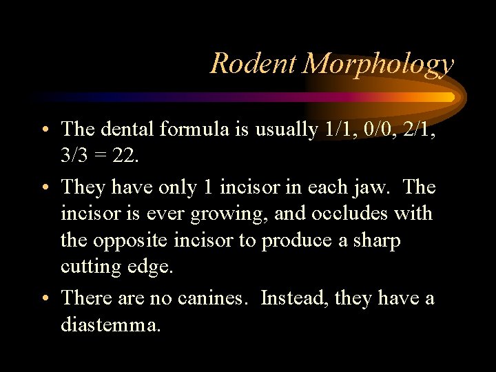 Rodent Morphology • The dental formula is usually 1/1, 0/0, 2/1, 3/3 = 22.