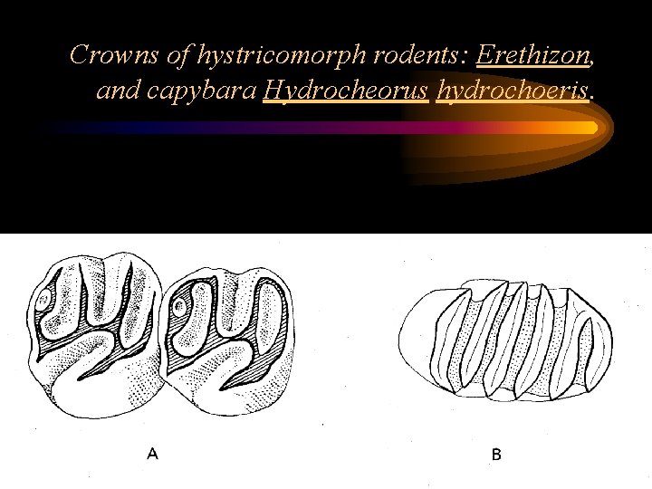 Crowns of hystricomorph rodents: Erethizon, and capybara Hydrocheorus hydrochoeris. 