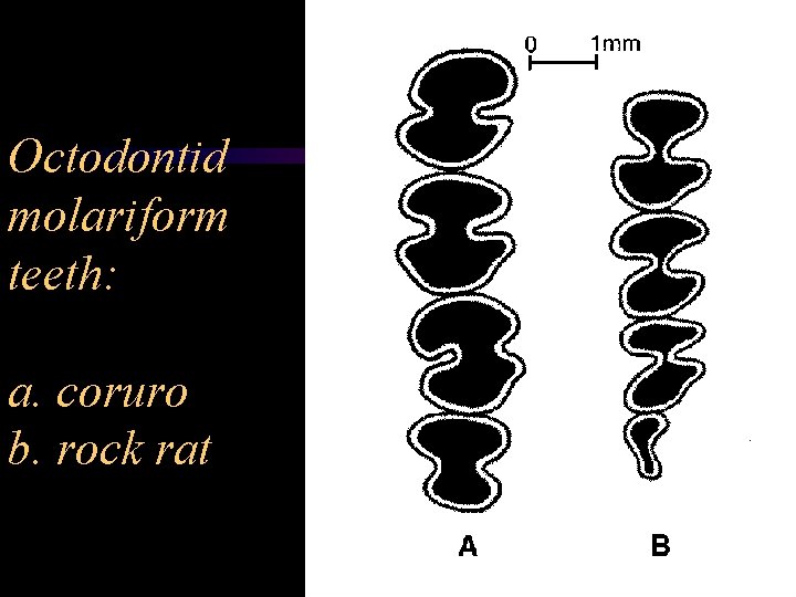 Octodontid molariform teeth: a. coruro b. rock rat 