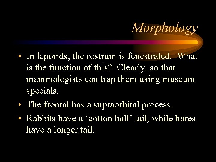 Morphology • In leporids, the rostrum is fenestrated. What is the function of this?