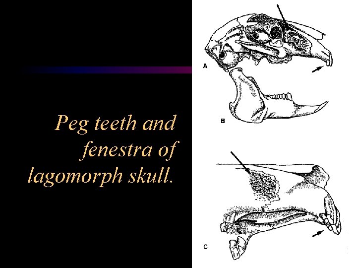 Peg teeth and fenestra of lagomorph skull. 