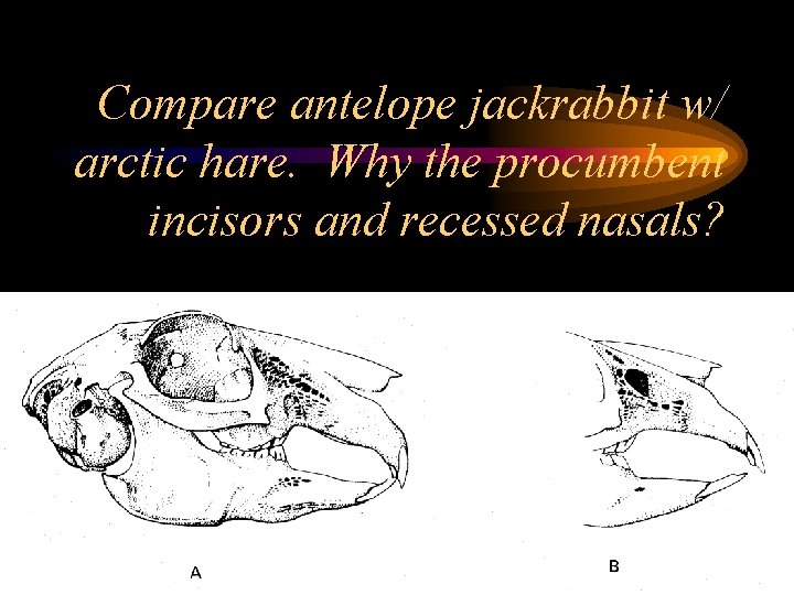 Compare antelope jackrabbit w/ arctic hare. Why the procumbent incisors and recessed nasals? 