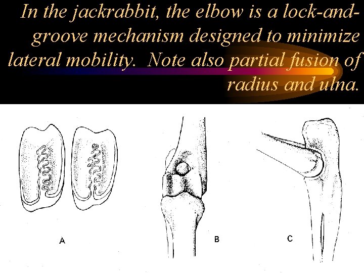 In the jackrabbit, the elbow is a lock-andgroove mechanism designed to minimize lateral mobility.