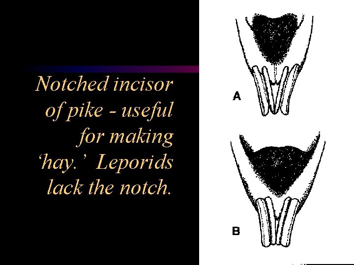 Notched incisor of pike - useful for making ‘hay. ’ Leporids lack the notch.