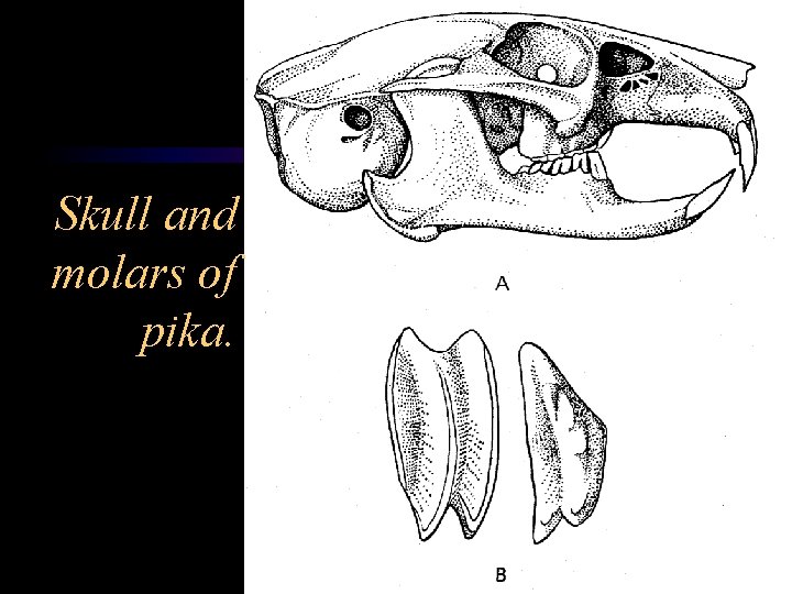 Skull and molars of pika. 