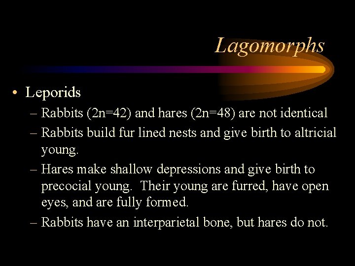 Lagomorphs • Leporids – Rabbits (2 n=42) and hares (2 n=48) are not identical