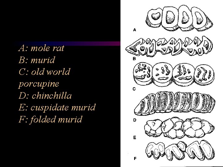 A: mole rat B: murid C: old world porcupine D: chinchilla E: cuspidate murid