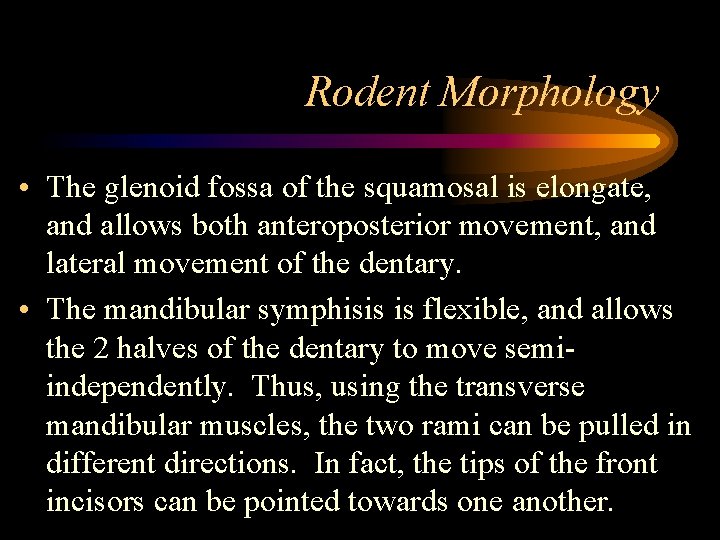 Rodent Morphology • The glenoid fossa of the squamosal is elongate, and allows both