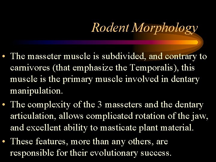 Rodent Morphology • The masseter muscle is subdivided, and contrary to carnivores (that emphasize
