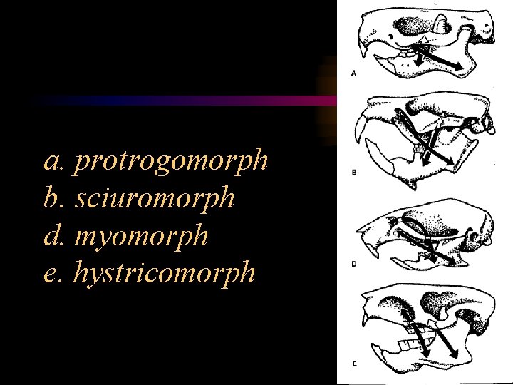 a. protrogomorph b. sciuromorph d. myomorph e. hystricomorph 