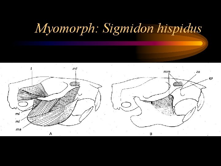 Myomorph: Sigmidon hispidus 