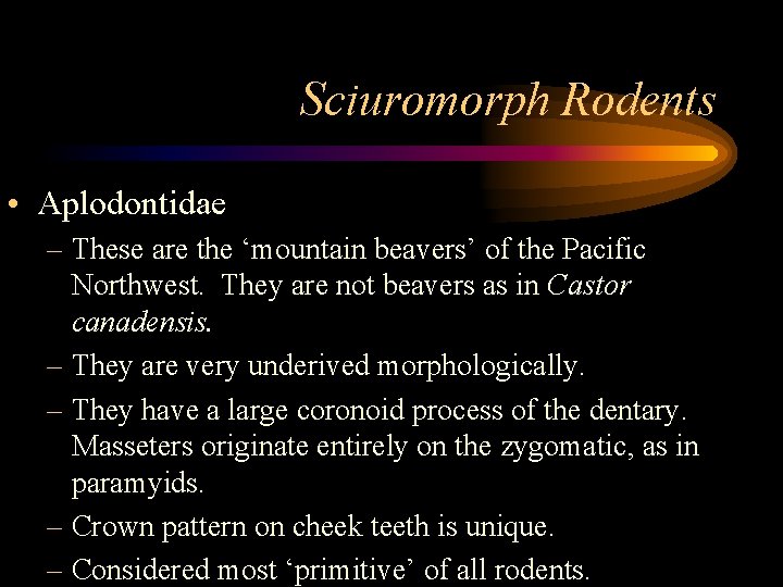 Sciuromorph Rodents • Aplodontidae – These are the ‘mountain beavers’ of the Pacific Northwest.