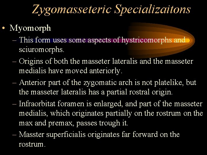 Zygomasseteric Specializaitons • Myomorph – This form uses some aspects of hystricomorphs and sciuromorphs.