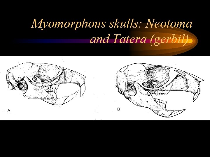 Myomorphous skulls: Neotoma and Tatera (gerbil). 