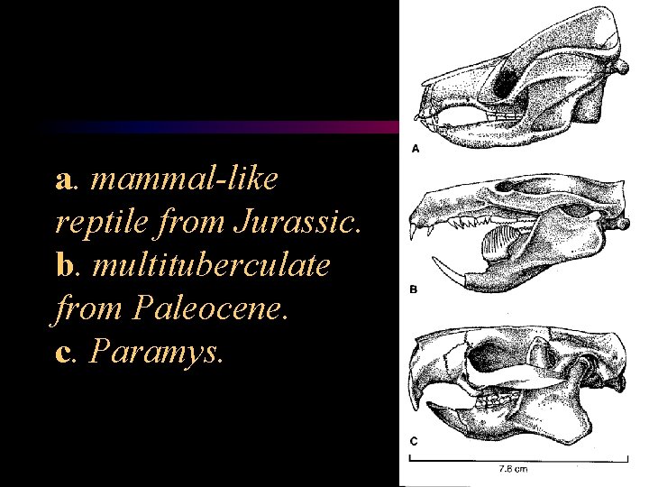 a. mammal-like reptile from Jurassic. b. multituberculate from Paleocene. c. Paramys. 