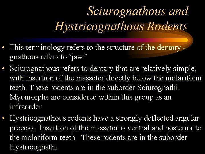 Sciurognathous and Hystricognathous Rodents • This terminology refers to the structure of the dentary