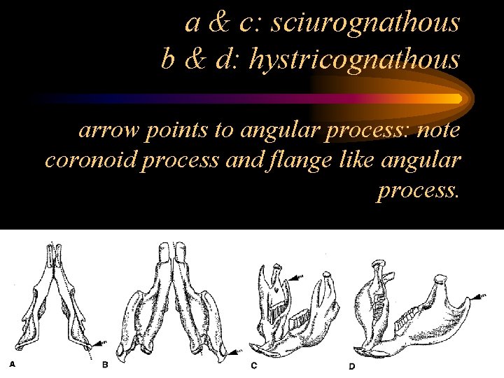a & c: sciurognathous b & d: hystricognathous arrow points to angular process: note