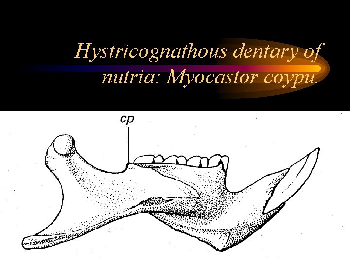 Hystricognathous dentary of nutria: Myocastor coypu. 
