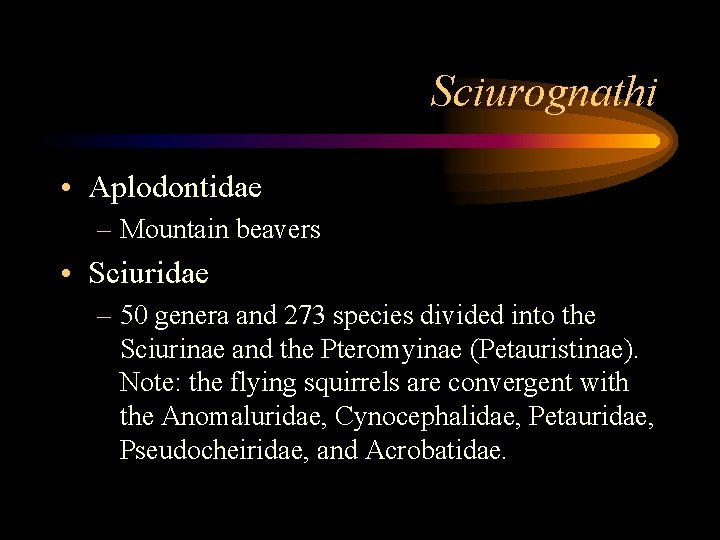 Sciurognathi • Aplodontidae – Mountain beavers • Sciuridae – 50 genera and 273 species