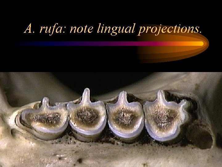 A. rufa: note lingual projections. 