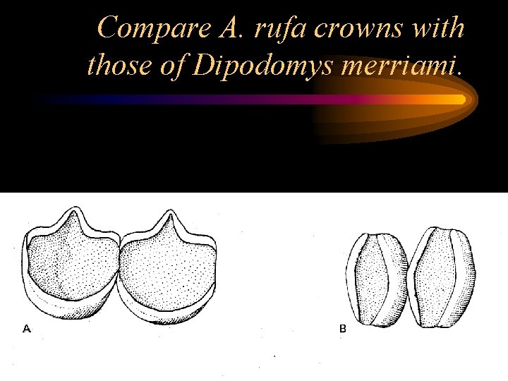 Compare A. rufa crowns with those of Dipodomys merriami. 