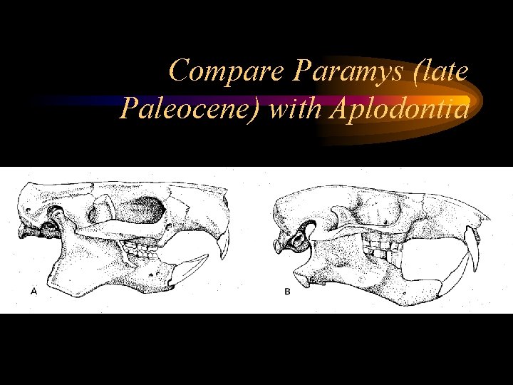 Compare Paramys (late Paleocene) with Aplodontia 