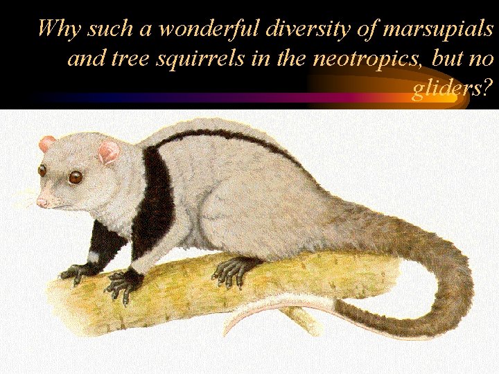 Why such a wonderful diversity of marsupials and tree squirrels in the neotropics, but