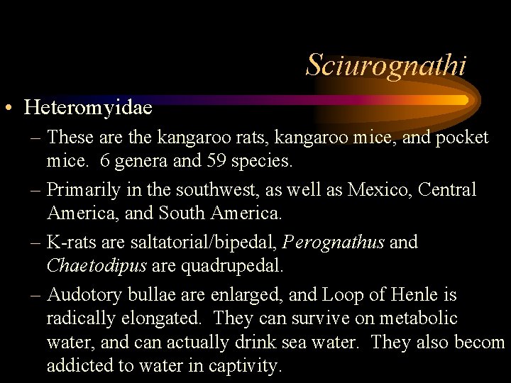 Sciurognathi • Heteromyidae – These are the kangaroo rats, kangaroo mice, and pocket mice.