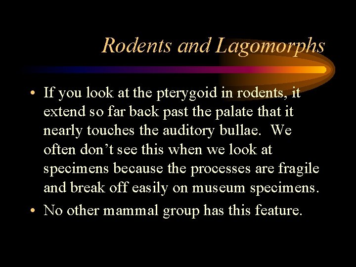 Rodents and Lagomorphs • If you look at the pterygoid in rodents, it extend