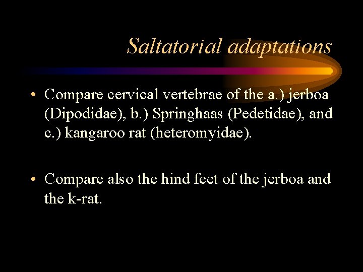 Saltatorial adaptations • Compare cervical vertebrae of the a. ) jerboa (Dipodidae), b. )