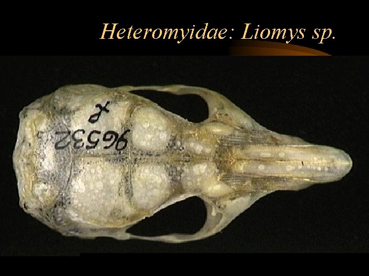 Heteromyidae: Liomys sp. 